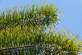 Foxtail palm tree leaves against blue sky with copy space Royalty Free Stock Photo