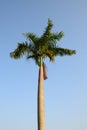 Foxtail palm tree in the wind with blue sky Royalty Free Stock Photo