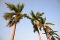 Foxtail palm trees in the wind with blue sky Royalty Free Stock Photo