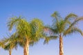 Foxtail palm trees  Wodyetia bifurcata  against  blue sky. Vacation concept Royalty Free Stock Photo