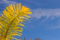 Foxtail palm (Wodyetia bifurcate A.K. Irvine) leaves under blue