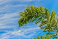Foxtail palm (Wodyetia bifurcate A.K. Irvine) leaves under blue