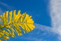 Foxtail palm (Wodyetia bifurcate A.K. Irvine) leaves under blue