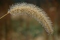 Foxtail Weed with Dew Royalty Free Stock Photo