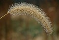 Foxtail Weed with Dew