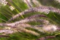 Foxtail weed grass flowers, Nature blurred background. Cute, evening.