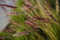 Foxtail weed grass flowers, Nature blurred background. Cute, evening.