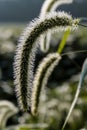 Foxtail Weed in Soybean Field