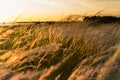 Foxtail weed sunrise