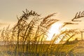 Foxtail weed sunrise Royalty Free Stock Photo