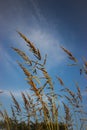 Foxtail weed Royalty Free Stock Photo