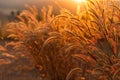 Foxtails grass under sunshine ,close-up selective focus