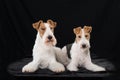 Two foxterrier dogs lying on black background