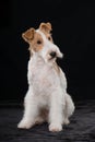 Fox terrier dog sitting on black background Royalty Free Stock Photo
