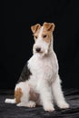 Fox terrier dog sitting on black background Royalty Free Stock Photo