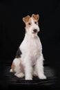 Fox terrier dog sitting on black background Royalty Free Stock Photo