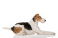 Adult fox terrier dog lying on white background Royalty Free Stock Photo
