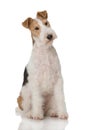 Adult fox terrier dog sitting on white background Royalty Free Stock Photo