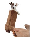 Foxterrier in cowboyboot