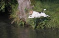 Foxterrier dog jumping into the water