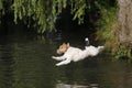 Foxterrier dog jumping into the water