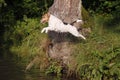 Foxterrier dog jumping into the water Royalty Free Stock Photo