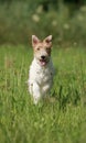 Foxterrier dog running in the meadow Royalty Free Stock Photo