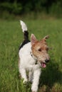 Foxterrier dog running in the meadow Royalty Free Stock Photo