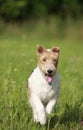 Foxterrier dog running in the meadow Royalty Free Stock Photo