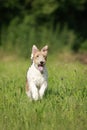 Foxterrier dog running in the meadow Royalty Free Stock Photo