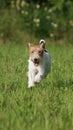 Foxterrier dog running in the meadow Royalty Free Stock Photo