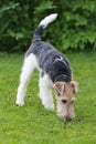 Foxterrier dog sniffing in the grass