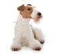 Foxterrier dog on white background