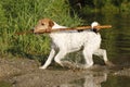 Foxterrier with long wooden stick in water