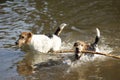 Foxterrier with long wooden stick in water