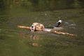 Foxterrier with long wooden stick in water