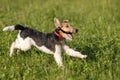 Foxterrier running in the meadow Royalty Free Stock Photo