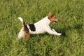 Foxterrier running in the meadow Royalty Free Stock Photo