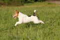 Foxterrier running in the meadow Royalty Free Stock Photo