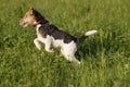 Foxterrier running in the meadow Royalty Free Stock Photo