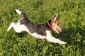 Foxterrier running in the meadow Royalty Free Stock Photo