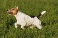 Foxterrier running in the meadow Royalty Free Stock Photo