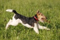 Foxterrier running in the meadow Royalty Free Stock Photo