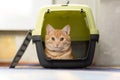 Foxy cat inside plastic carrier box, travel with cat Royalty Free Stock Photo