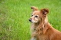 Foxy dog in garden Royalty Free Stock Photo