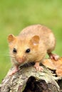 Foxy dormouse Royalty Free Stock Photo