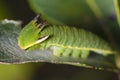 Foxy Emperor (Charaxes jasius) Royalty Free Stock Photo