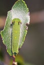 Foxy Emperor (Charaxes jasius)