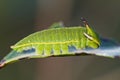 Foxy Emperor (Charaxes jasius) Royalty Free Stock Photo