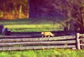 Cat Is Walking On A Wooden Fence In A Village